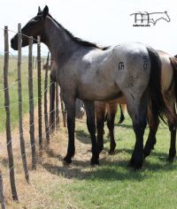 Smoking Hanna MA's 2021 colt